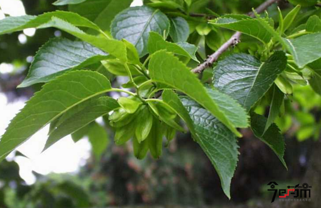 杜仲的植物图片