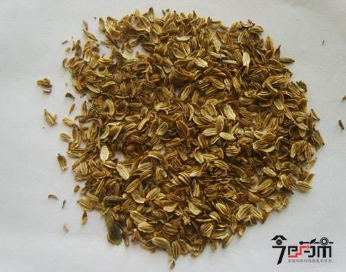 白芷种子图片