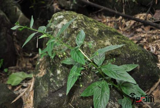 香排草植物原形态