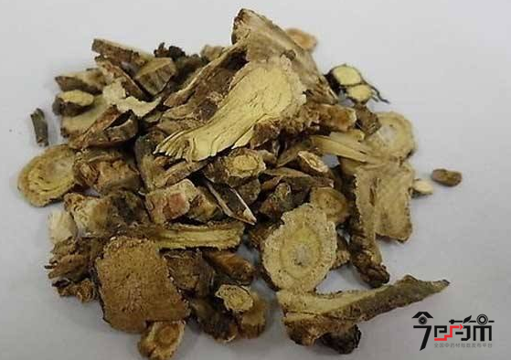 中药材前胡图片