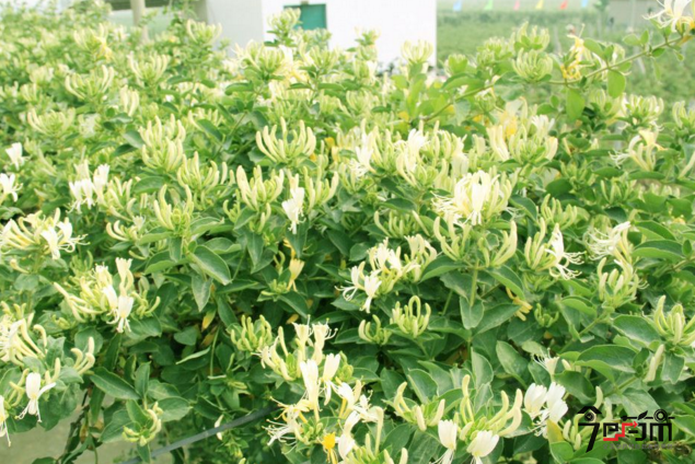 金银花种植生长花期图片