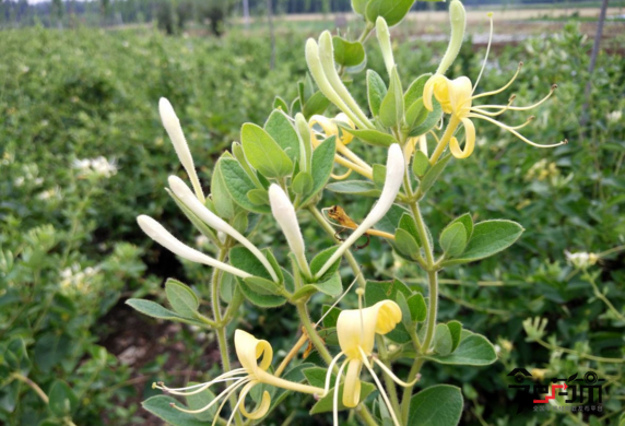 金银花种植生长花期图片