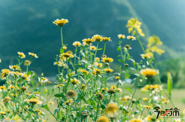 野菊花种植基地的选择与整理