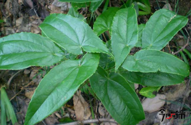 淫羊藿的植物形态