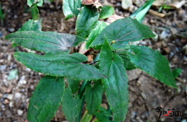 淫羊藿的种植方法