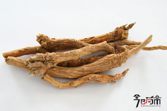 中药材黄芩的药材性状