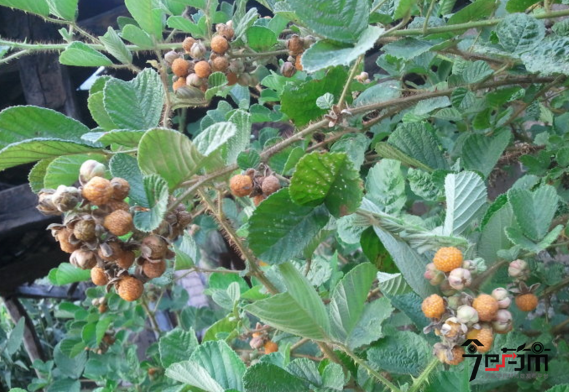 野生名贵中药材黄萢