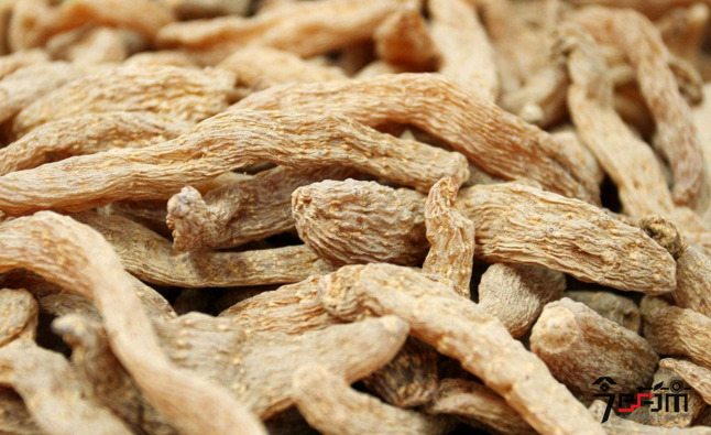 湘西野生名贵中药材天麻