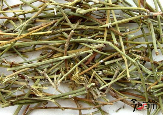 中药材麻黄的药材性状