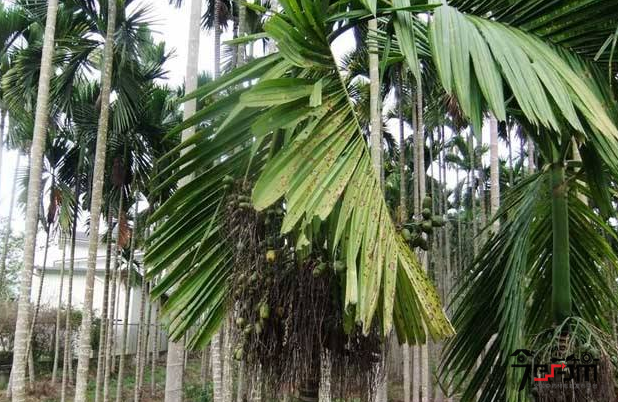 槟榔的种植技术