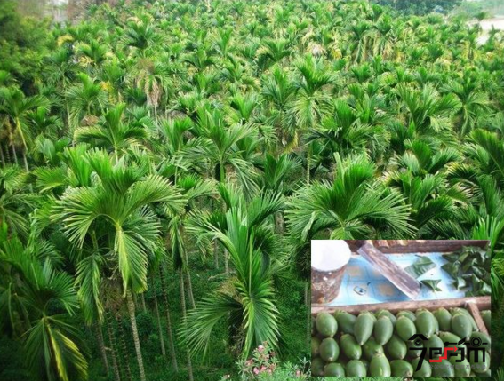 槟榔的育苗与种植