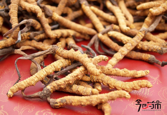 广西名贵中药材冬虫夏草