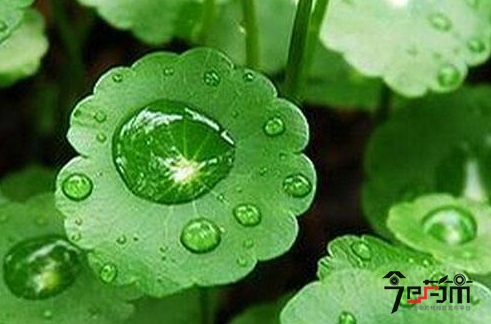 金钱草的种植与管理