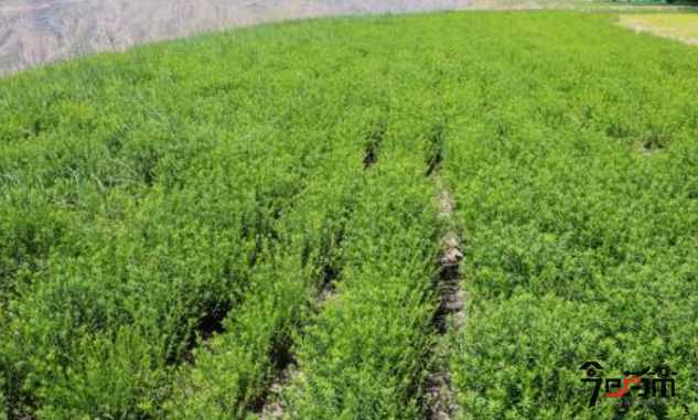 大黄种植示范基地图片