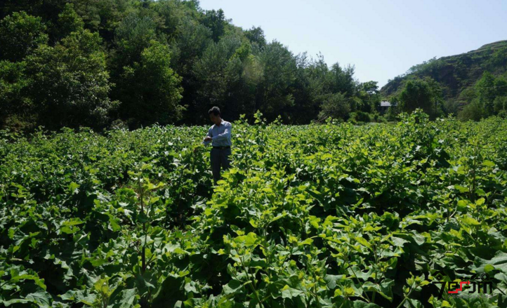 牛蒡子种植与采集加工