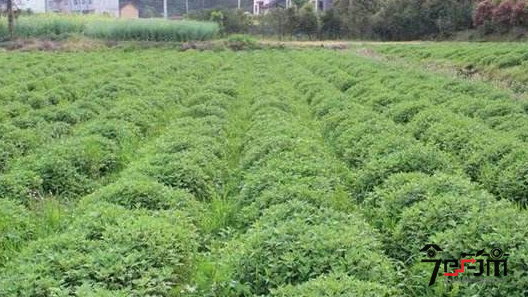 元胡种植技术与种植效益