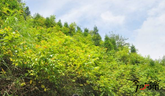 钩藤种植技术与管理