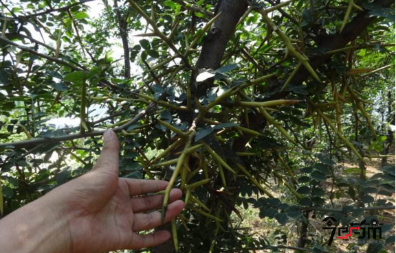 皂角刺的种植技术与管理