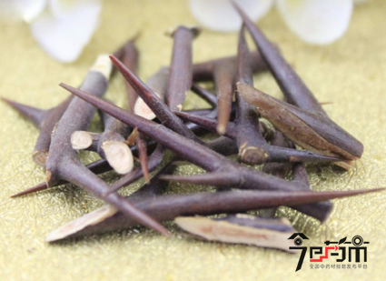 中药材皂角刺的功效与作用及药用价值