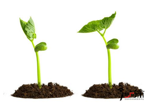 栀子种植幼苗图片