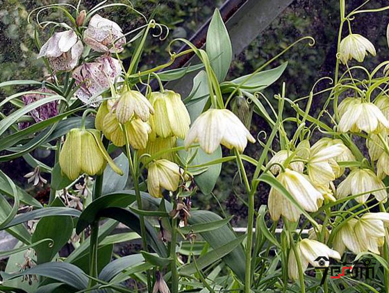 川贝母种植9月果实图片