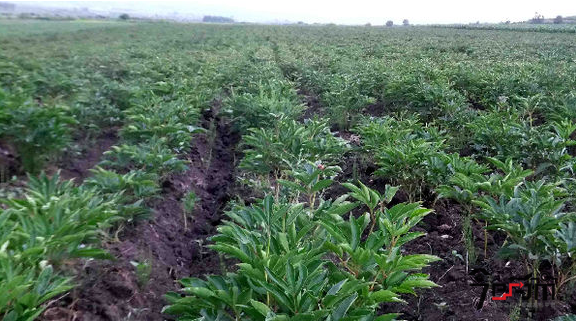 白鲜皮种植示范基地与白鲜皮图片