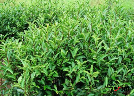 肉桂种植基地图片与肉桂图片