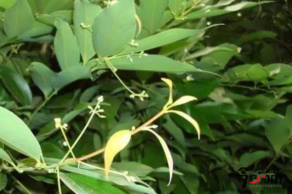 肉桂种植6月花期与肉桂图片