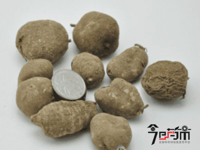 中药材三叶青的功效与作用及三叶青图片