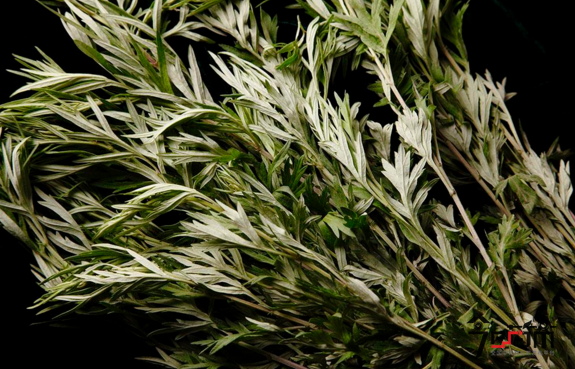 艾草图片