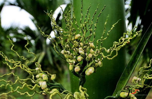 槟榔种植6月花期与槟榔图片