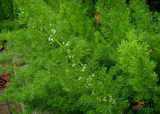 天门冬种植管理技术及天门冬图片