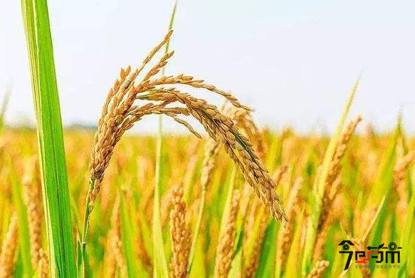 粳稻的种植与管理以及粳稻图片