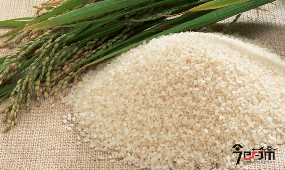 粳米图片(粳稻种子)