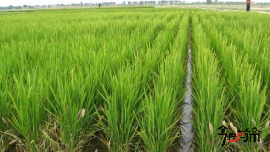 粳稻种植幼苗与粳米图片