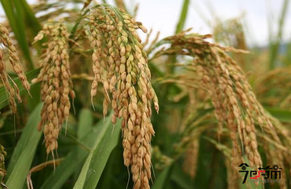 粳稻种植9月果实与粳米图片