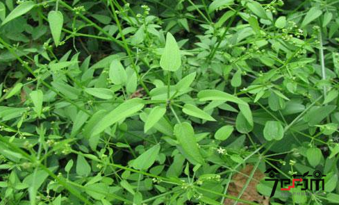 茜草的种植技术与种植效益及茜草图片