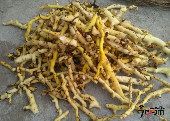穿山龙的功效与作用及穿山龙图片