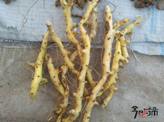穿山龙的功效与作用及穿山龙图片