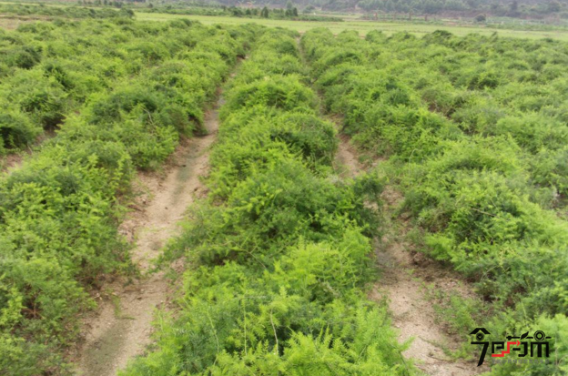 天门冬种植基地与天门冬图片