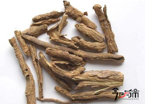地骨皮的种植技术与地骨皮图片