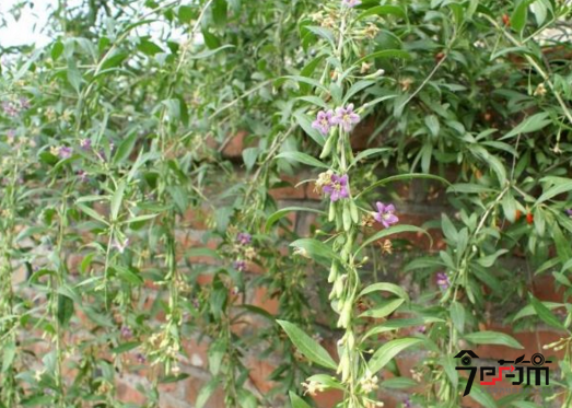 地骨皮图片：枸杞6月花期