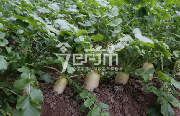 萝卜种植技术与萝卜图片