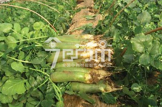 萝卜种植技术与萝卜图片