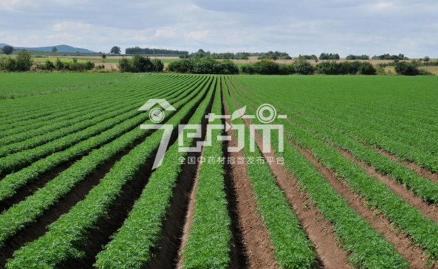 莱菔子图片：莱菔子种植产地场景