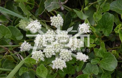 南沙参图片：南沙参种植果实图片