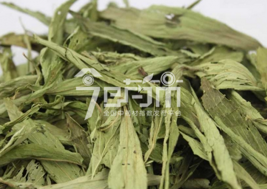 甜叶菊的功效与作用及其甜叶菊图片