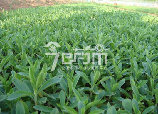 甜叶菊的种植技术与管理及其甜叶菊图片