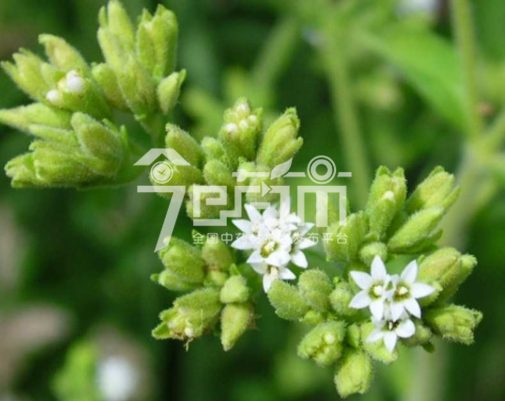 甜叶菊图片：甜叶菊种植花期图片