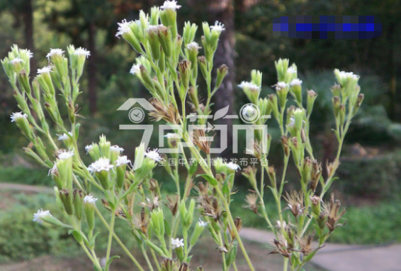 甜叶菊图片：甜叶菊果实图片